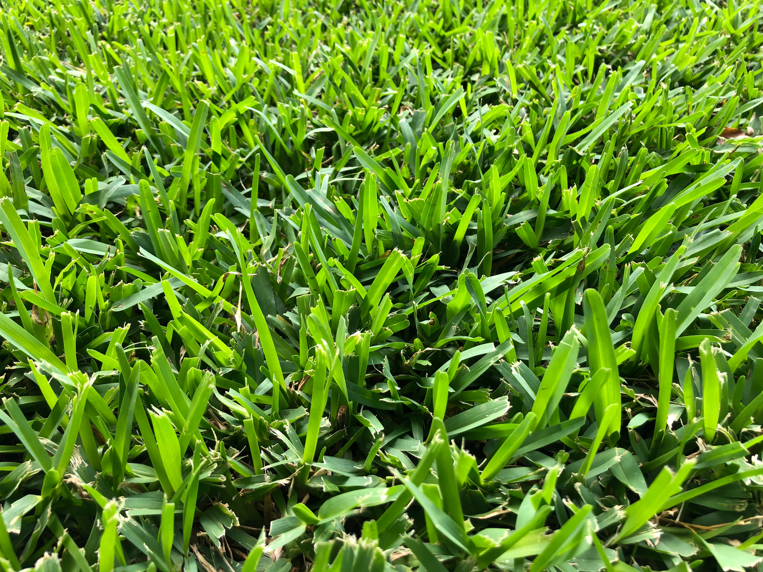 The Best Fertilizer for St. Augustine Grass: A Comprehensive Guide