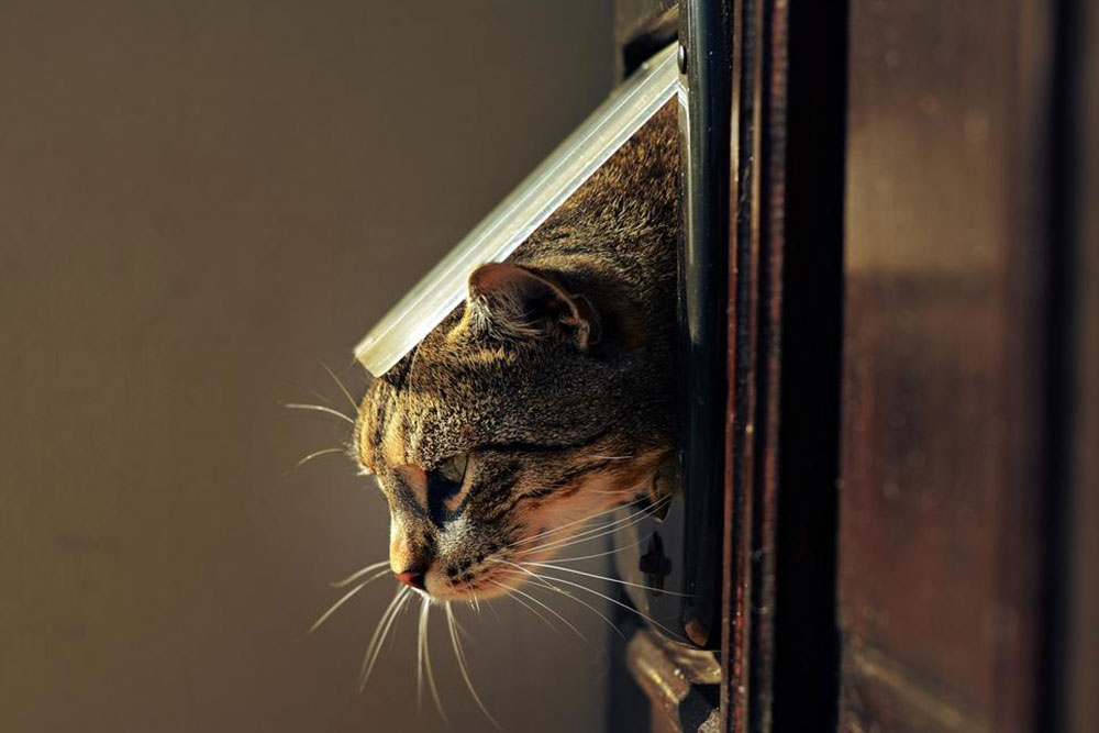 Benefits of pet doors