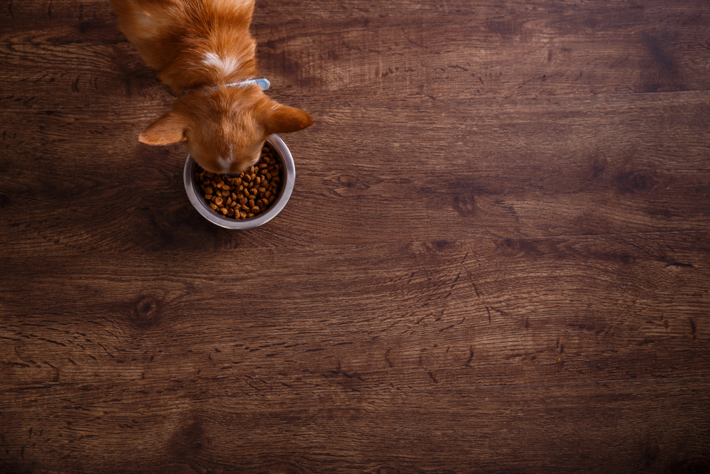 Exploring the Best Dog Food for Allergies