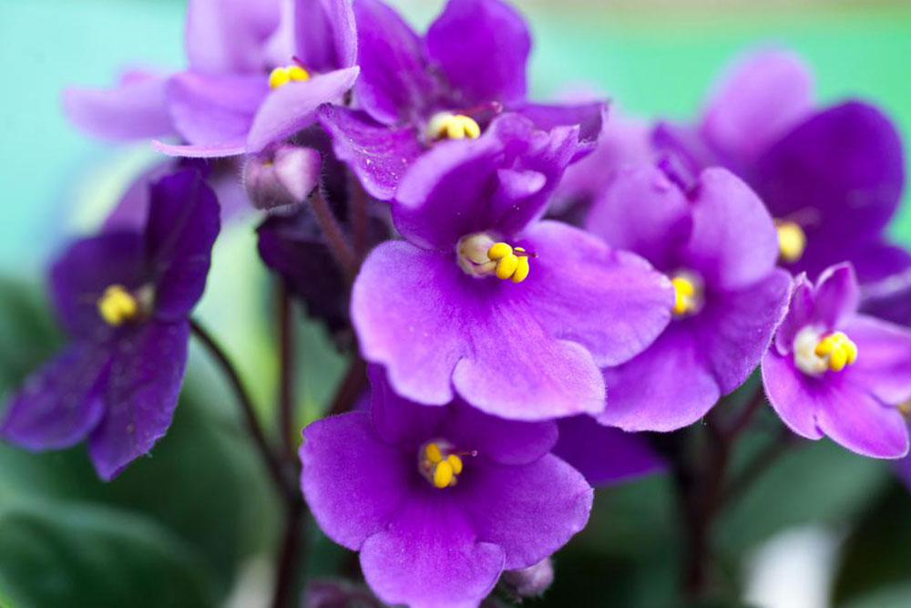 How to care for your African Violets