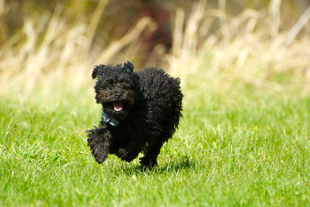 Pros and cons of invisible dog fence