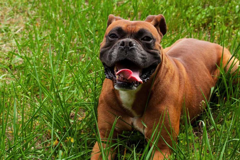 Questions to Ask a Breeder Before Getting a Boxer Pup