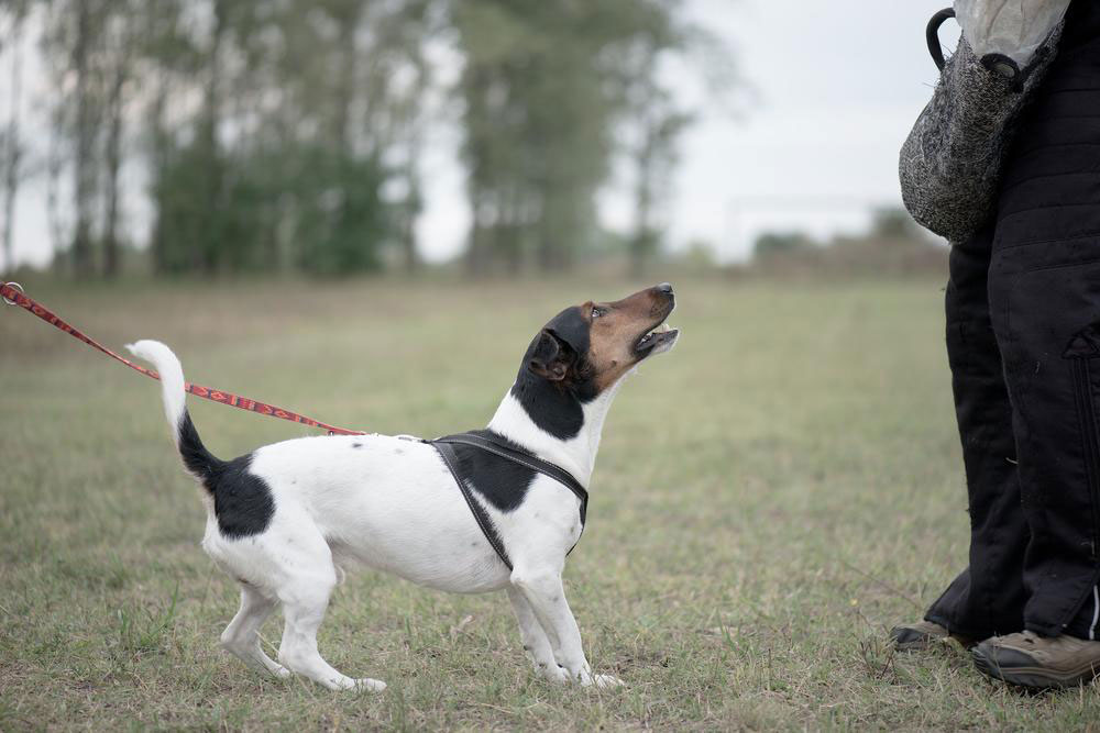 Top eight dog training tips