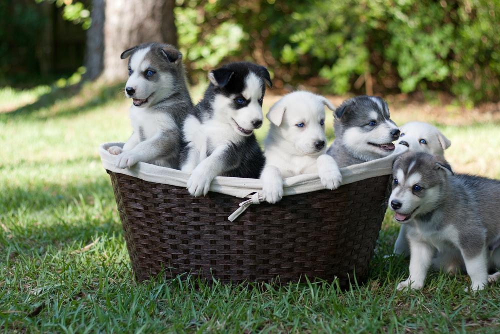 6 Reasons why you should adopt puppies