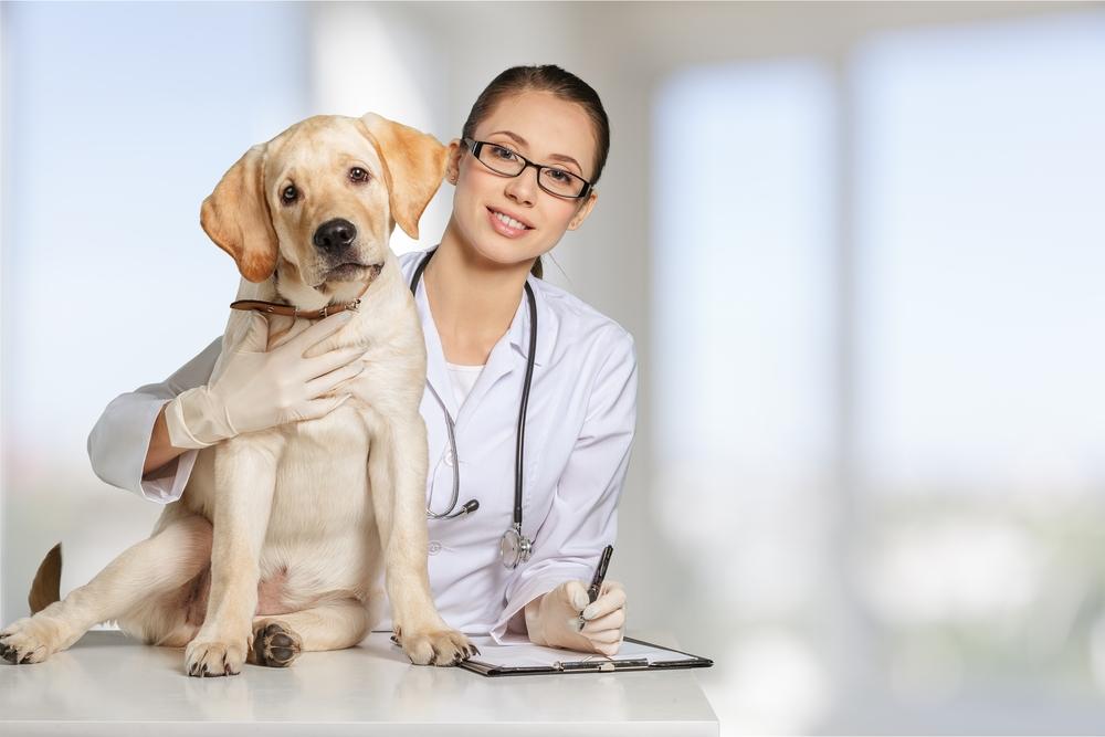 Essential medicine for pet allergies