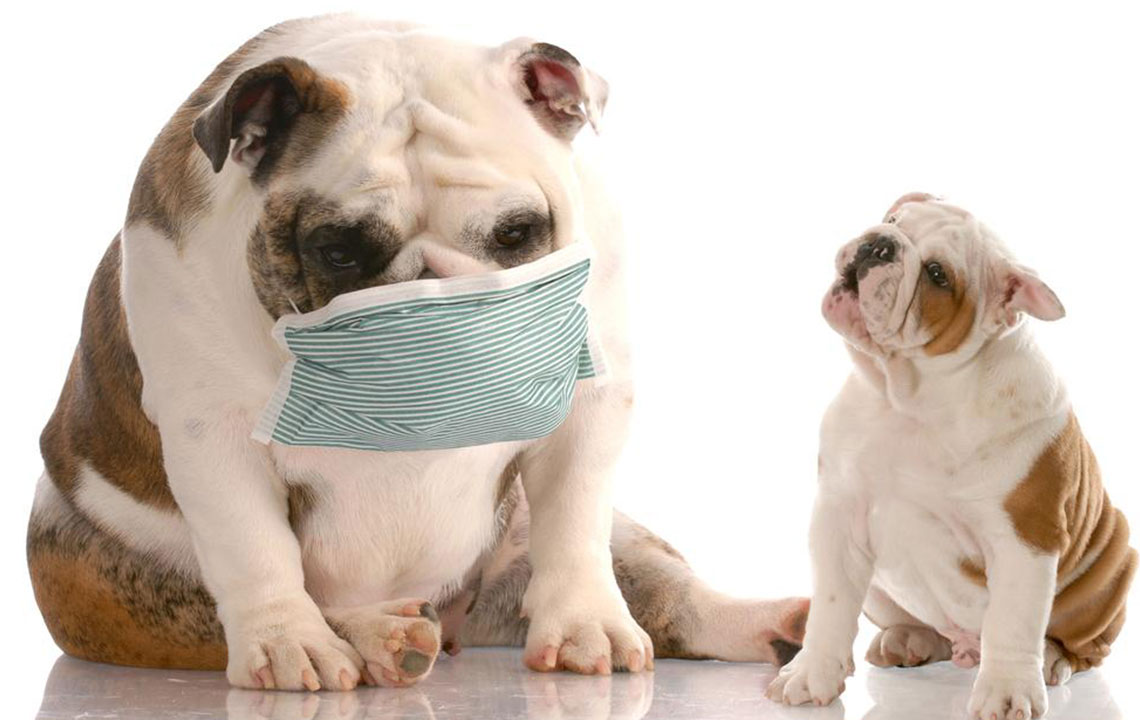 5 prominent symptoms that indicate dog allergy